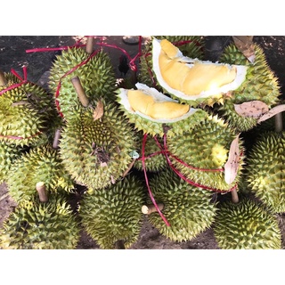 Sầu Riêng Ri6 100k/kg