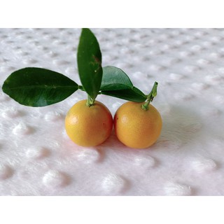 NƯỚC GIẢI KHÁT TẮC MẬT ONG