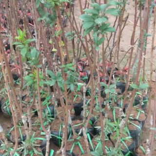 Cây mận đen úc giống