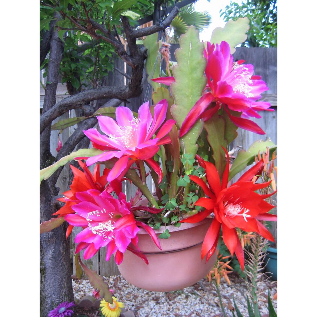 Hoa Đại Nhật Quỳnh có 8 màu ra hoa vào Tết