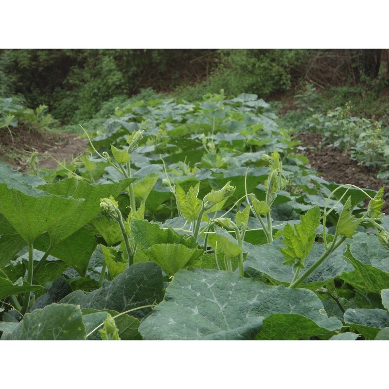 Hạt giống rau bí siêu ngọn F1