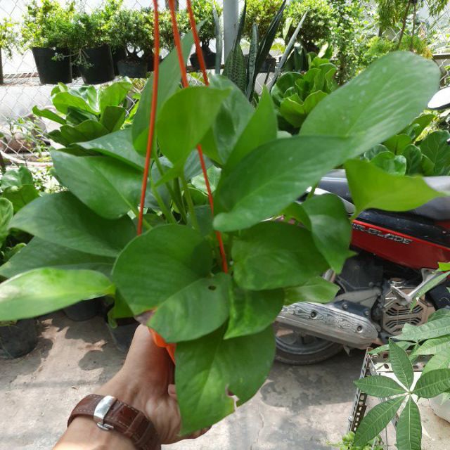 Trầu Bà Thái Treo Mini .