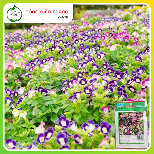Hạt Giống Hoa Mắt Nai  Nhiều Màu Phú Nông - Gói 10 Hạt - Sinh Trưởng Mạnh, Hoa Rực Rỡ VTNN Nông Điền Trang