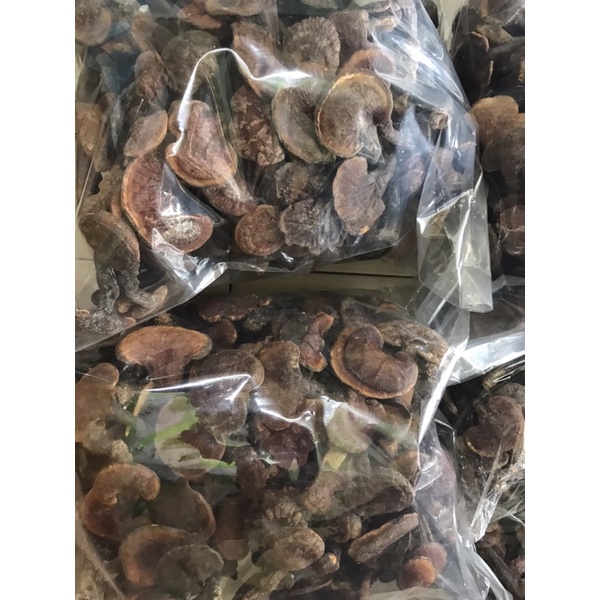 Nấm lim xanh rừng Quảng Nam