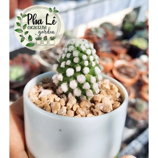 xương rồng núi tuyết bé xinh
