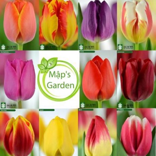 Sét 10 củ hoa tulip hàng hà lan chính hãng