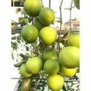 Cây giống táo thái