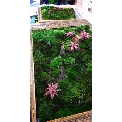 Dứa tiểu phụng mini set bình terrarium, gắn lũa, đá hồ bán cạn ( 1 cây )
