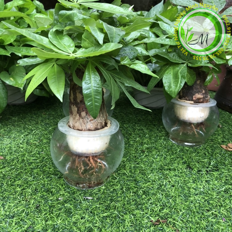 Dung dịch thuỷ canh cho cây thuỷ sinh, phân bón dinh dưỡng cho cây trồng nước hoa cây cảnh lọ 38ml