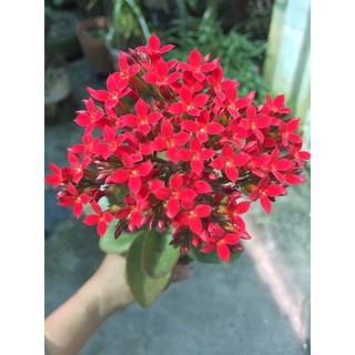 Chậu hoa sống đời