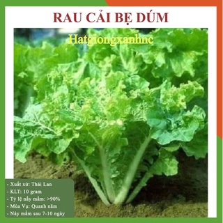 Gói 10 gram hạt giống cải bẹ dúm, dễ trồng, năng xuất cao, tốt cho sức khoẻ