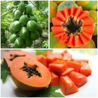 Hạt giống đủ đủ lùn ruột gấc ngân lượng gói 5 hạt - Lucky seed du du lun