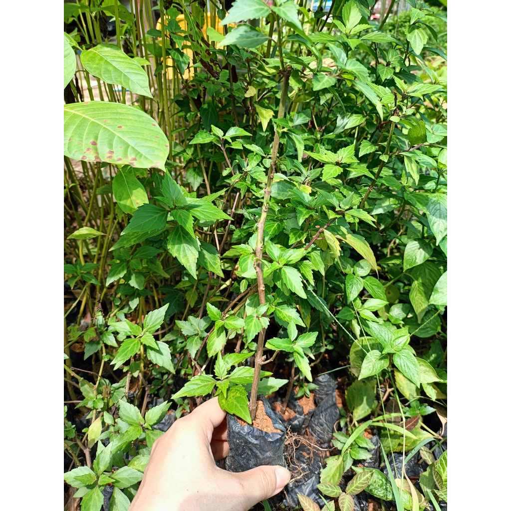 Cây giống râu mèo