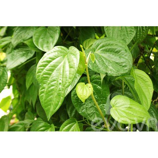 CHẬU CÂY GIỐNG TRẦU KHÔNG - TRẦU QUẾ