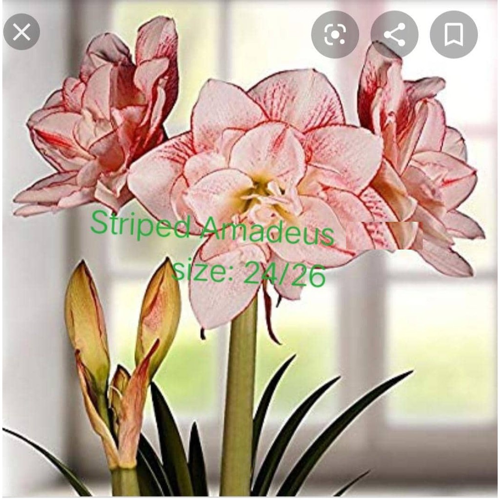 Củ hoa lan huệ ngoại Hà Lan Striped Ammdeus