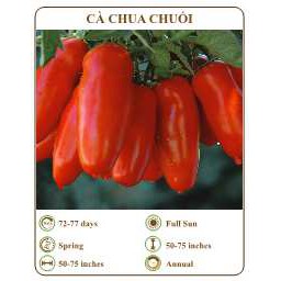 Hạt giống cà chua chuối - THE XANH