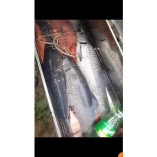 Mồi câu cá thuốc bắc