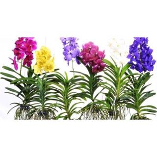 Vanda thái hàng bầu giống giá rẻ combo 5 cây
