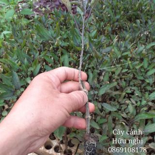 Com bo 6 cây dưa penpino nam mỹ