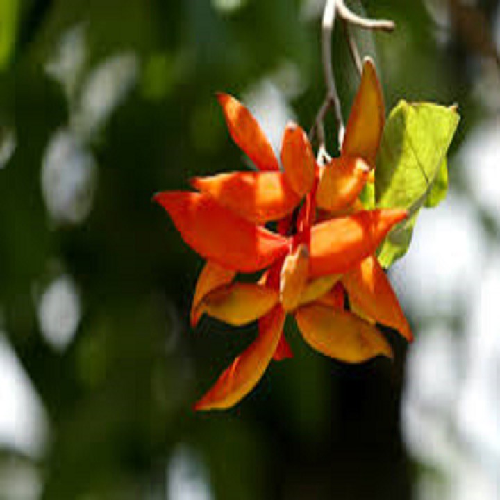 CÂY SANG  Cây ĐẸP TỪ TÊN ĐẾN HÌNH DÁNG ĐẾN Ý NGHĨA