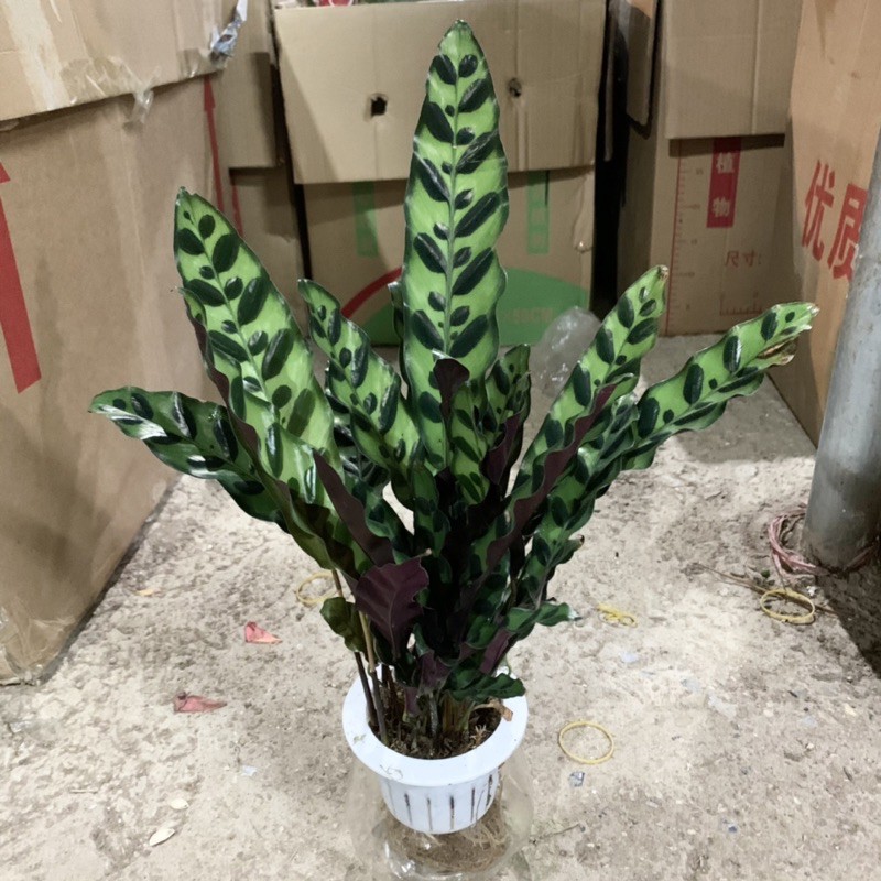 Cây đuôi phượng trồng bình thủy sinh cao 25cm, xanh tươi quanh năm, rất dễ chăm sóc, cây để bàn và trồng nội thất