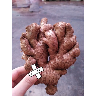 Củ gừng tươi 1kg.