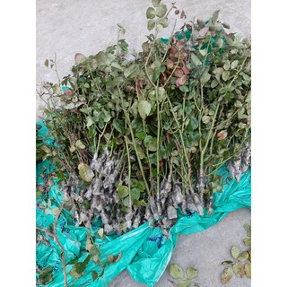 Cành Chiết Hoa Hồng  Cổ Quế (Giống Hoa Hồng)