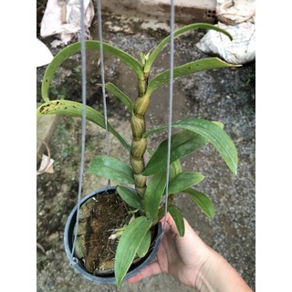 Lan Damry  nụ tết hoa thơm