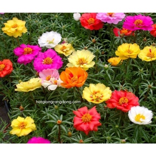 Hạt giống hoa mười giờ nhiều màu