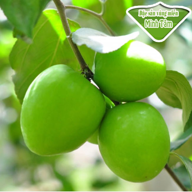 Táo gió Ninh Thuận loại 1 tươi dòn ngọt bao ăn