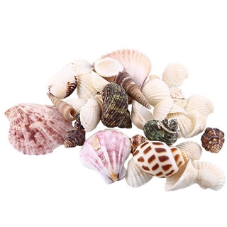 100g vỏ sò trang trí hồ cá độc đáo