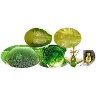 Noãn Thực Vật Công NGhệ NANO
