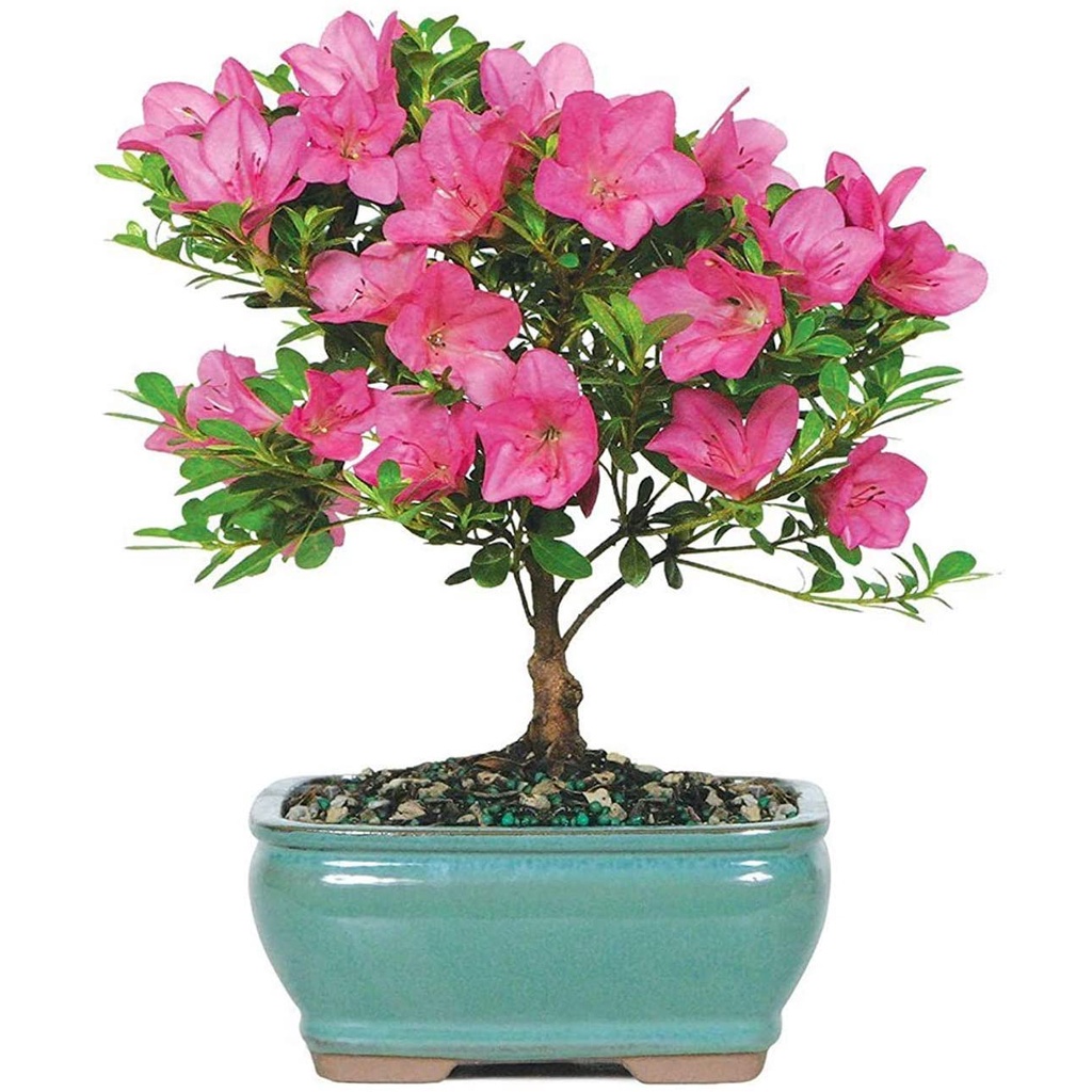 Hạt giống hoa đỗ quyên 5 Brussel's Bonsai Live Azalea Cây cảnh ngoài trời Bó PI
