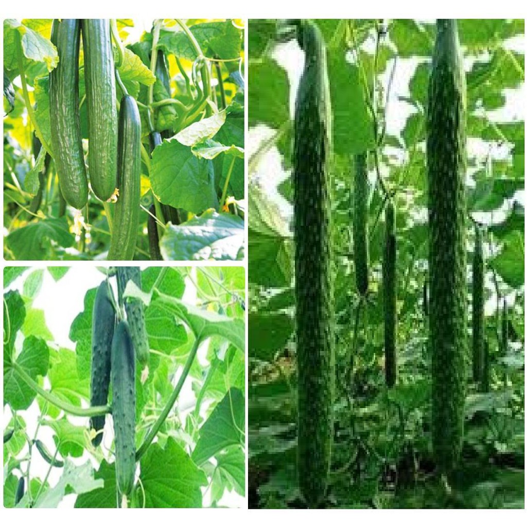 Hạt giống dưa chuột Nhật Bản F1 20 hạt