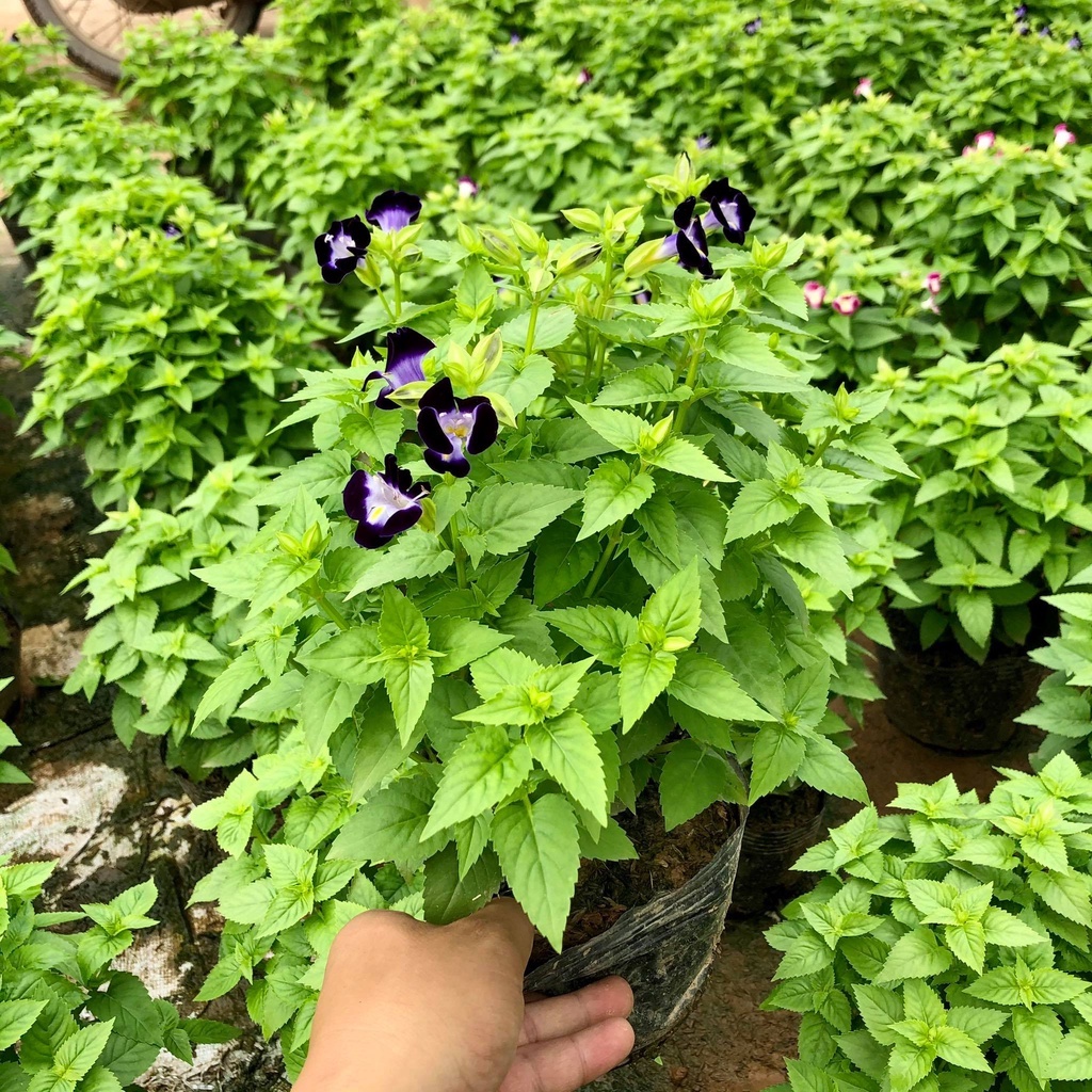 Cây hoa Phăng Xê - hoa bươm, tử la lan, hoa pensee, hoa pansy, hoa panse ..