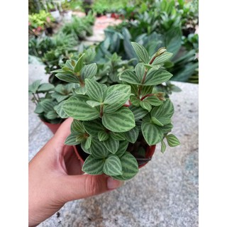 🌷Cây hột xoàn( chậu nhựa)🌷