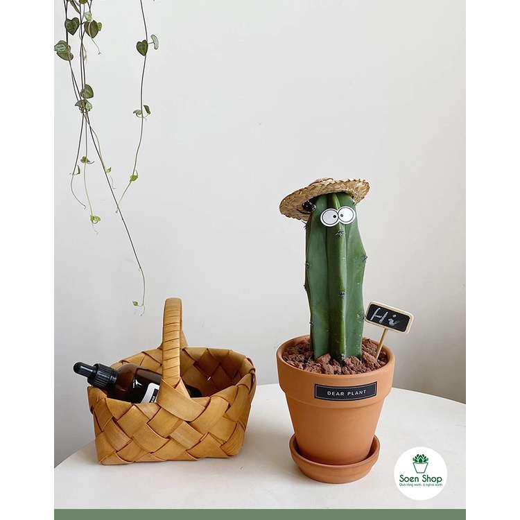 FREESHIP - Xương rồng trụ đủ loại - Sẵn chậu nhựa 7x7 - soen sen