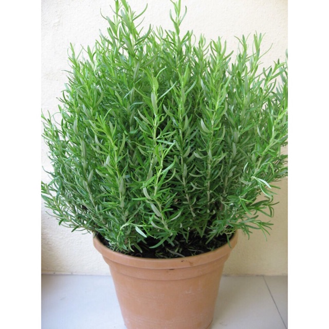 Chậu cây Hương Thảo Rosemary - hương nhu - cây cao 40-45cm