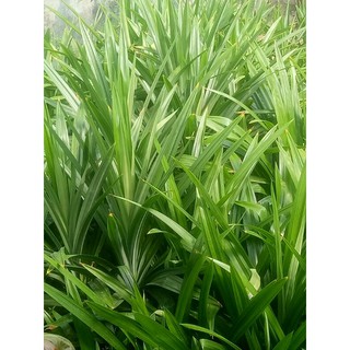 LÁ DỨA VƯỜN HỮU CƠ 100%- 100g:(chỉ giao ở HCM)