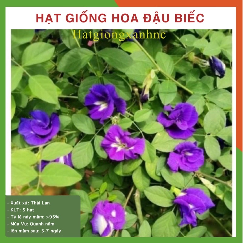 Hạt giống Hoa đậu biếc gói 2gram