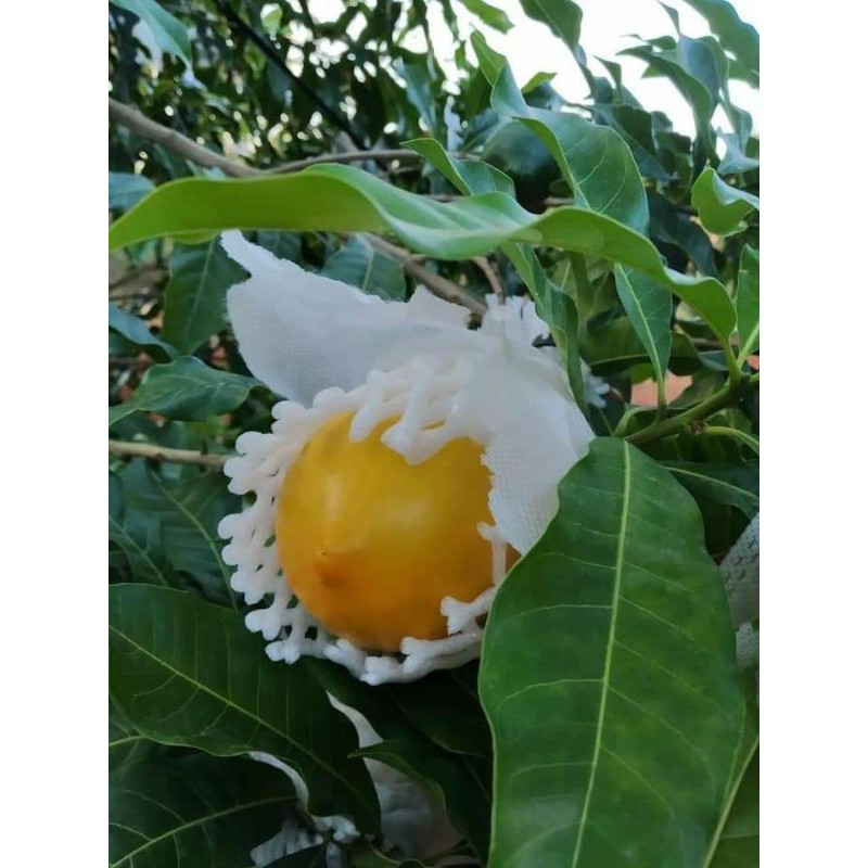 Phân hữu cơ - dịch trùn quế DH Gold/ Đạm cá  SBC cô đặc SBC lít pha 400- 600 lít