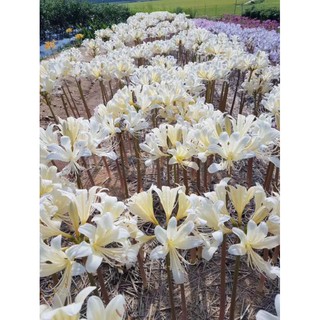 Combo 5 củ Bỉ Ngạn Lai Lycoris