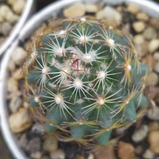 Xương rồng Cory hoa vàng bộ gai siêu đẹp