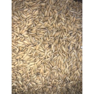 [Giá rẻ] 1KG LÚA MÙA CHO GÀ [THỨC ĂN GÀ - CHIM]