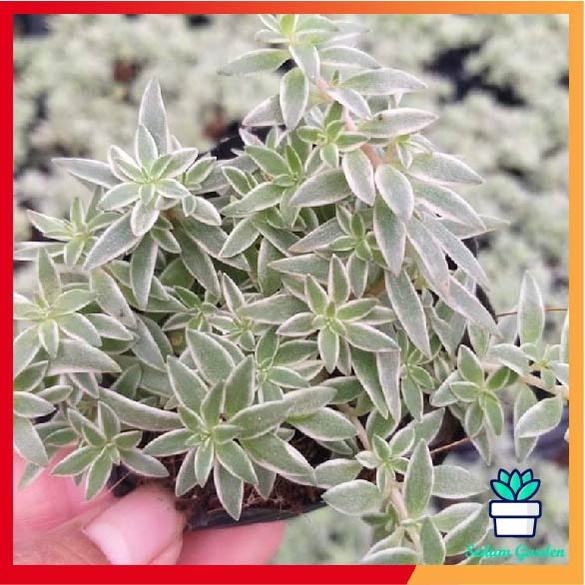 Sen Đá Sedum Cỏ Trắng
