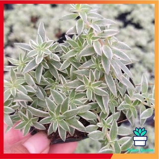 Sen đá sedum cỏ trắng