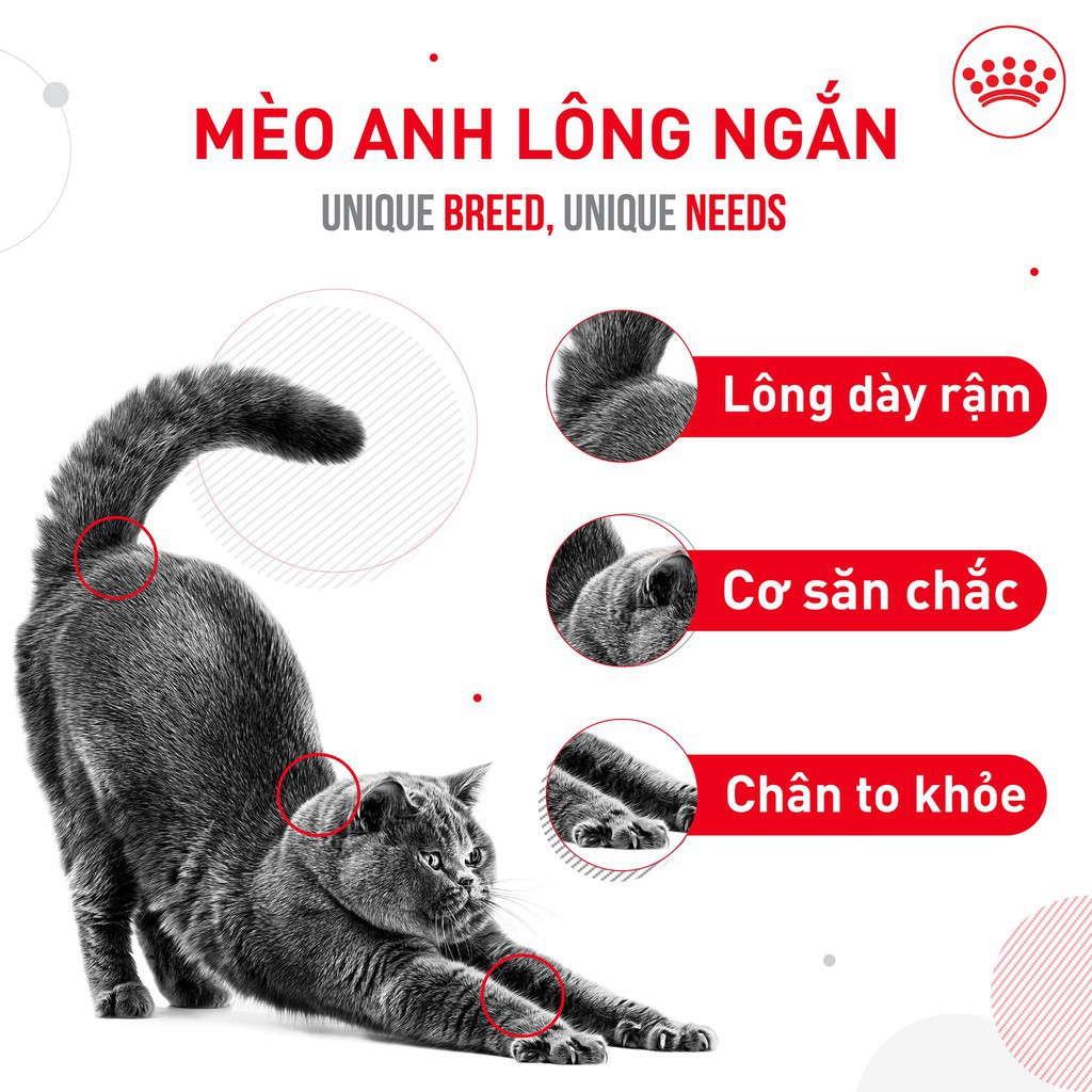 Hạt Royal Canin British Shorthair chuyên hỗ trợ cho mèo lông anh ngắn cung cấp đủ dưỡng chất protein cho bé