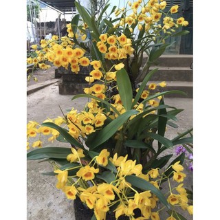 Lan rừng hoàng lạp