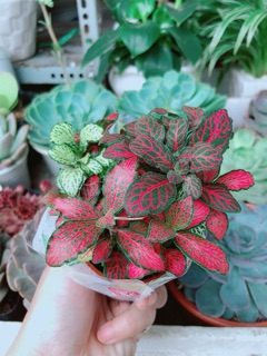 Cây Cẩm Nhung (lá may mắn)