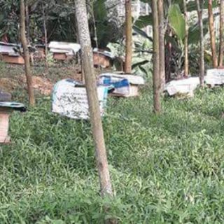 Com bo 2 l mật ong hoa rừng tây bắc